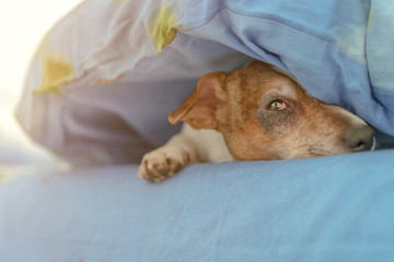 cute dog with sly look looks out from under covers while lying on bed in bedroom on early weekend morning