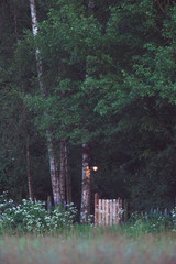 Garden gate and lantern in bushy countryside at dusk.