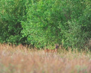 Young roebuck between tall grass in bushy area.
