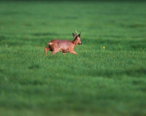 Roebuck in meadow during springtime.