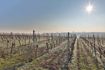 Winterlicher Weinberg im Januar mit Raureif