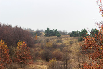 steppe , steppe and forest beam in the fog, autumn