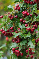 Green branches of hawthorn strewn with red berries.