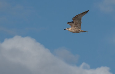 Seagull in the air and in the water and on the beach.