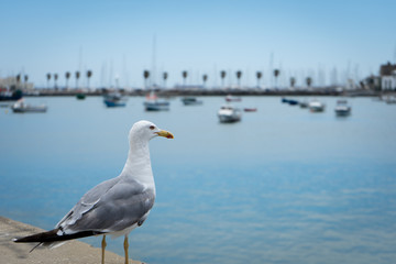 Fototapeta na wymiar Seagull in the Bay of Cascais, Portugal
