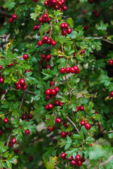 Green branches of hawthorn strewn with red berries.