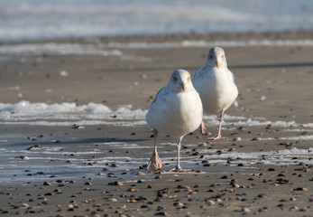 Seagull in the air and in the water and on the beach.