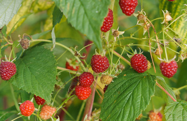 Red raspberries on the branches in the garden.