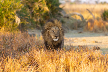 Plakat Big male lion standing in the grass at sunset