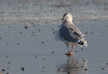 Seagull in the air and in the water and on the beach.
