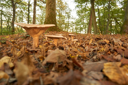 Waldboden mit Krempling