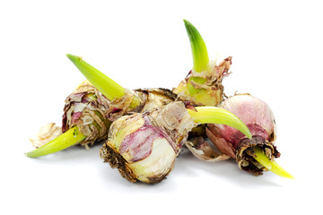 Flower bulbs isolated on white with shadow. Bulbs of broad-leaved grape hyacinth or Muscari...