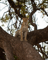 Alert leopard sitting in a tree, Moremi game reserve, Botswana