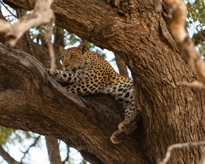 Alert leopard in a tree, Moremi game reserve, Botswana
