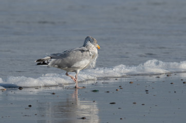 Seagull in the air and in the water and on the beach.