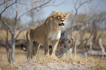Lion, lioness standing on a dirt mound with intense look, Botswana, Moremi game reserve
