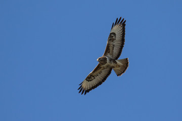 Common Buzzard (Buteo buteo)
