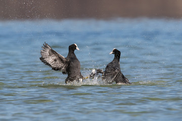 Eurasian coot (Fulica atra) fight
