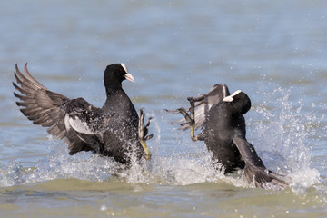 Eurasian coot (Fulica atra) fight
