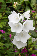Carpathian bellflowers in a garden