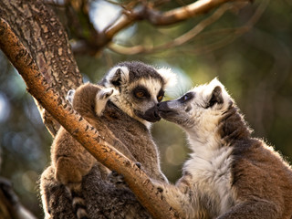 Family of lemurs in the tree