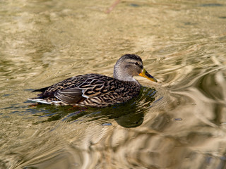 Mallard blue female in the river