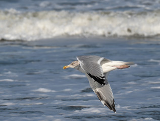 Seagull in the air and in the water and on the beach.