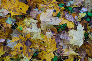 Wet colorful autumn leaves lie on the ground in the forest. Autumn background