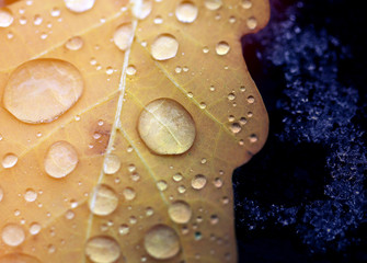 Photo macro autumn oak leaf with water drops