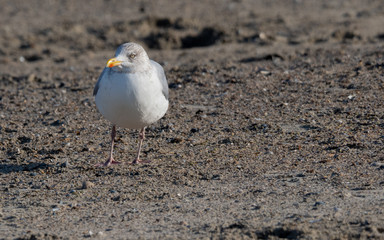 Seagull in the air and in the water and on the beach.