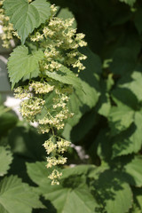 Male flowers of Common Hops (Humulus lupulus) covering the wall, for background or texture