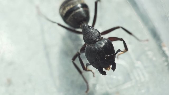 ant brushing its mustache, close-up 
