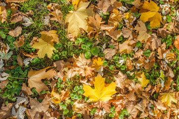 Autumn background. Yellow and orange leaves on the green grass, top view. Fall season, wallpaper. Texture of nature.