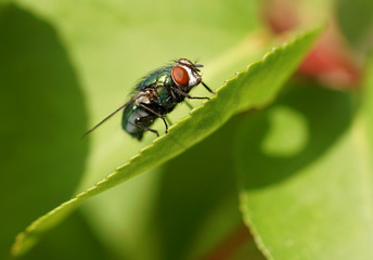 Fliege Blatt