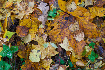 Wet colorful autumn leaves lie on the ground in the forest. Autumn background