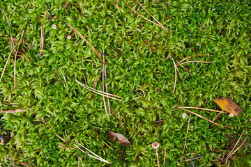 Green moss on the ground in the forest. Plant background