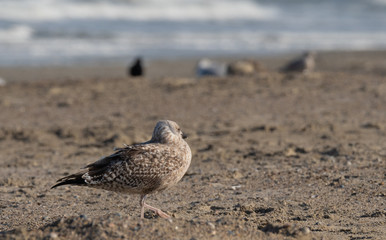 Seagull in the air and in the water and on the beach.