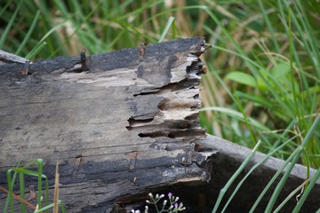 old wrecked wooden plank on grass