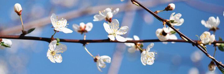 Blooming in the garden