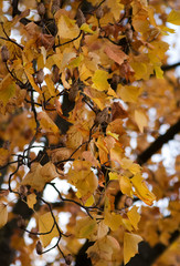 autumn leaves on tulips tree