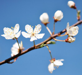 flowers of cherry tree
