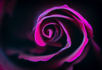 Rose mit schwarzem Hintergrund
