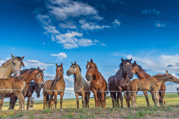 A herd of horses grazes in a paddock in the meadow.