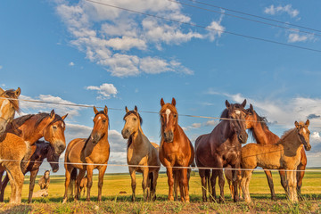 A herd of horses grazes in a paddock in the meadow.