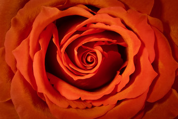Bolle Blüte einer roten Rose