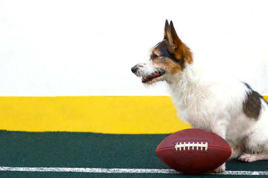 A pleased, happy Parson Terrier puppy is sitting on the playground. A happy dog smiles near a rugby ball. Jack Russell Terrier plays American football.