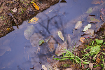 Autumn leaves in a pool of water. Rainy weather. Autumn background