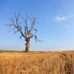  Lonely dry tree on the field. Still life. Climate effects. Climate warming and light rain