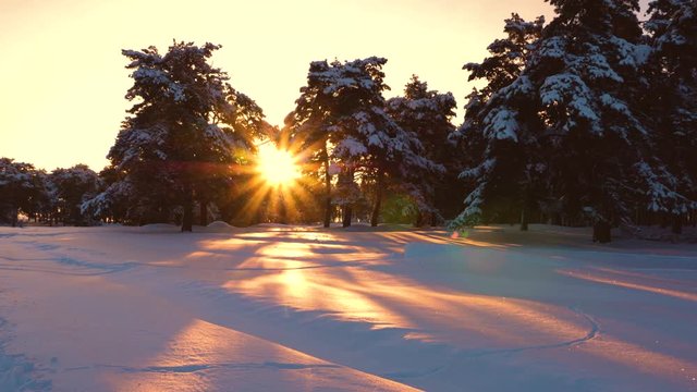fabulous sunbeams shine through snowy pine, spruce trees. Beautiful Christmas winter forest at sunset. pines in park covered with snow bright rays of sun illuminate the trees and snow.