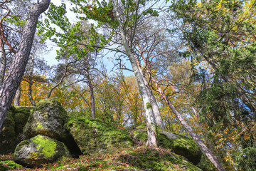 Fototapeta premium mischwälder